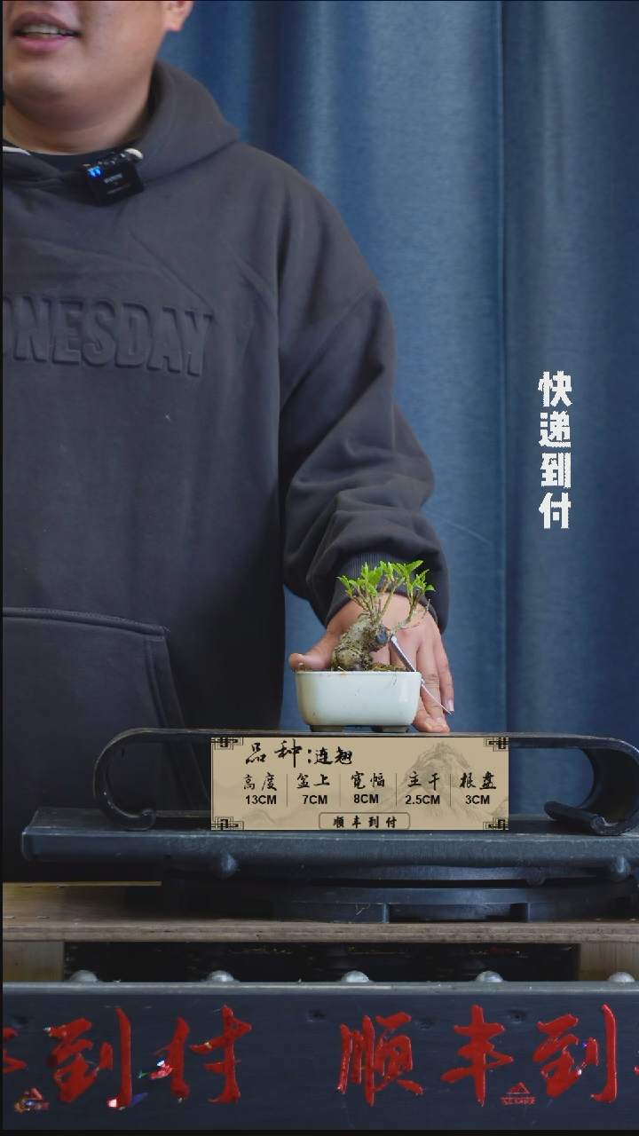 【闪购商品】1Z248  连翘  不包邮