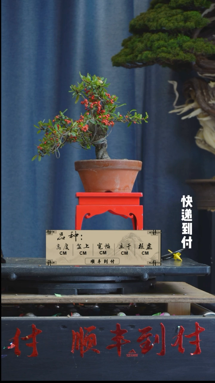 【闪购商品】1L164火棘bubaoyou