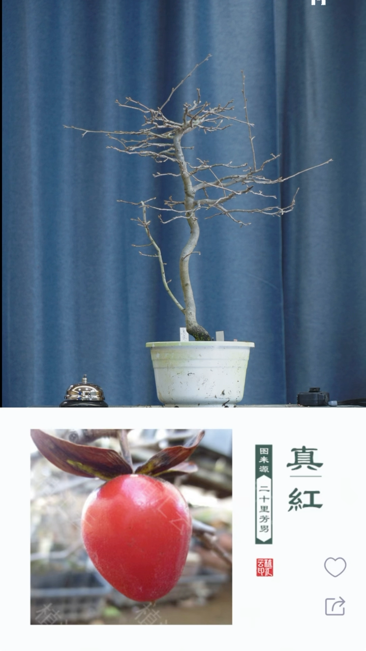 【闪购商品】1z091真红