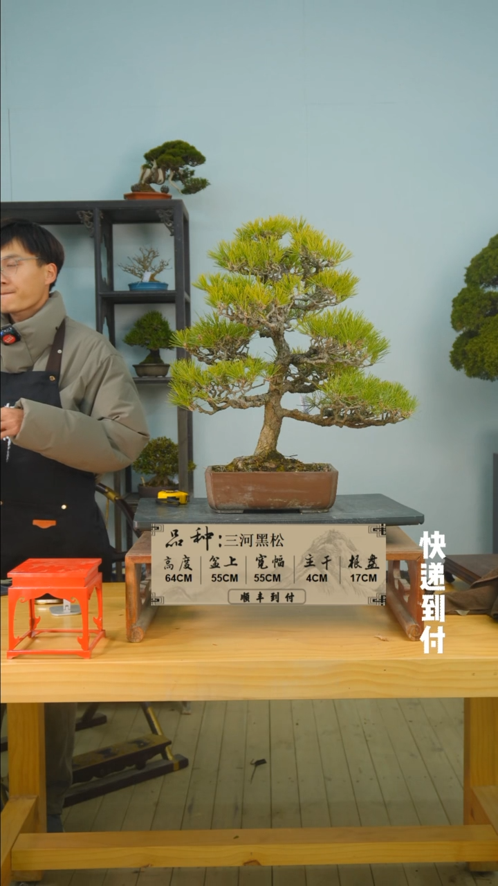 【闪购商品】1f319三河黑松bubaoyou