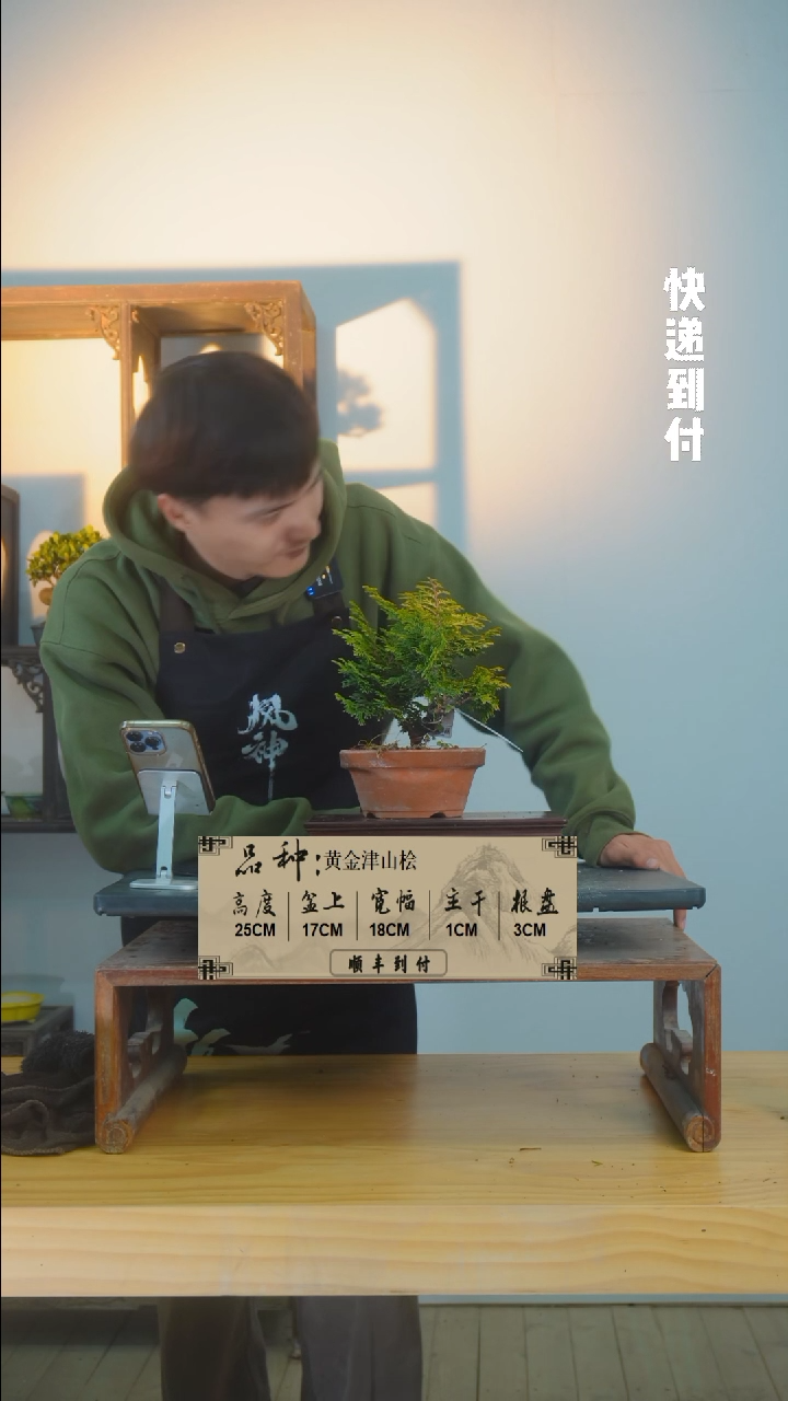 【闪购商品】1f227黄金津山桧bubaoyou