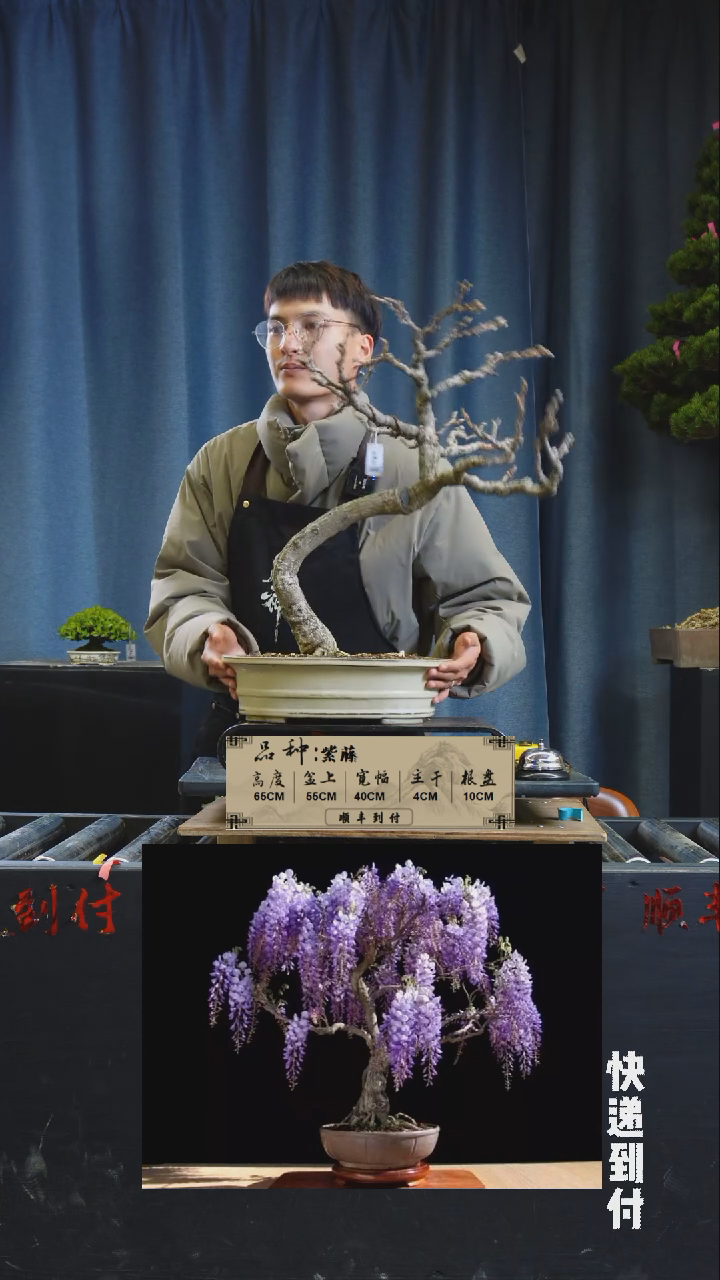 【闪购商品】1566紫藤bubaoyou