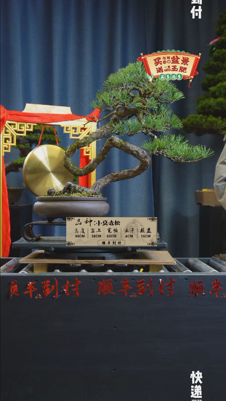 【闪购商品】1561小岱赤松