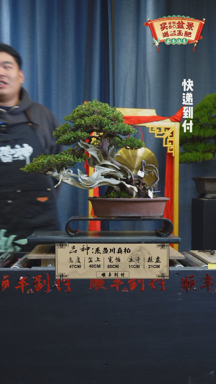 【闪购商品】1F546系鱼川真柏  不包邮