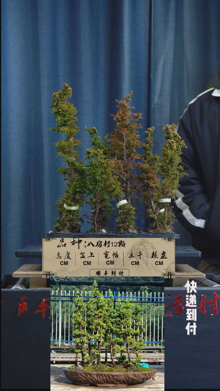 【闪购商品】1L070  12棵八房杉  不包邮