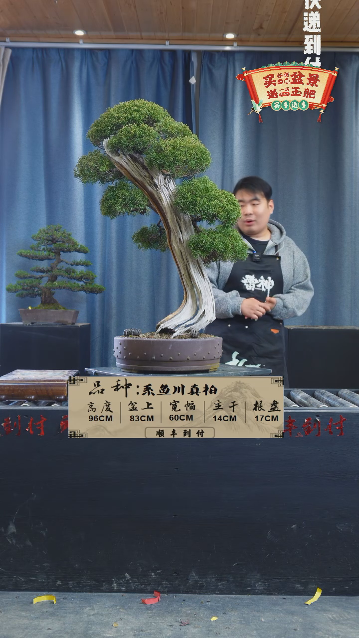 【闪购商品】1f624系鱼川真柏bubaoyou