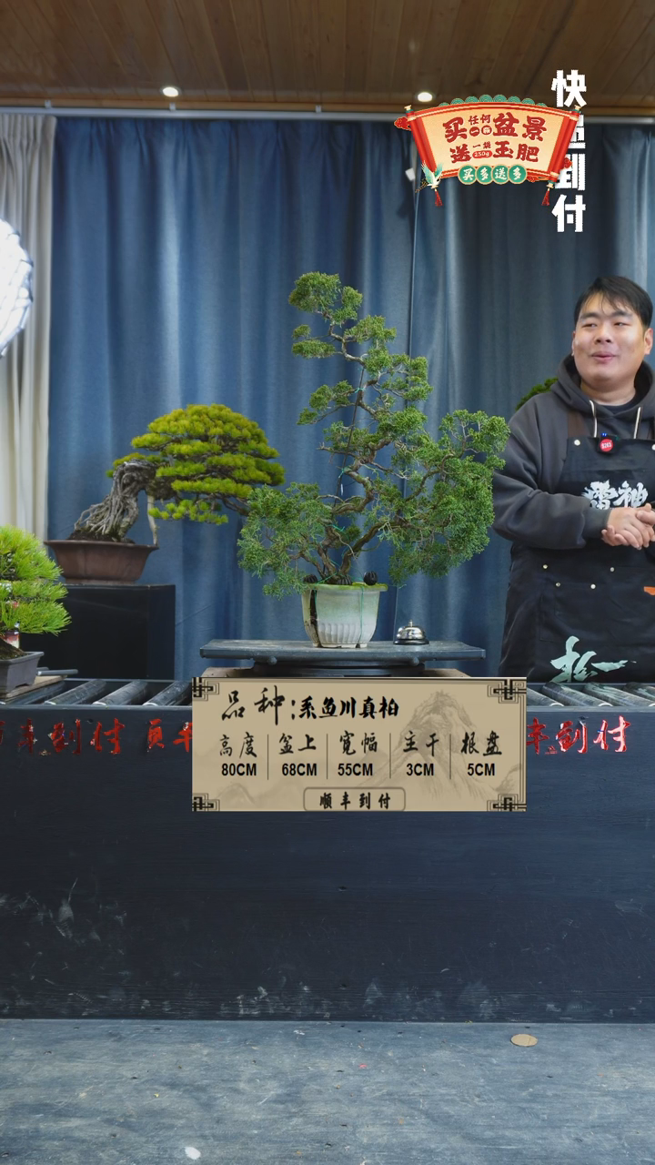 【闪购商品】1G873 真柏 不包邮