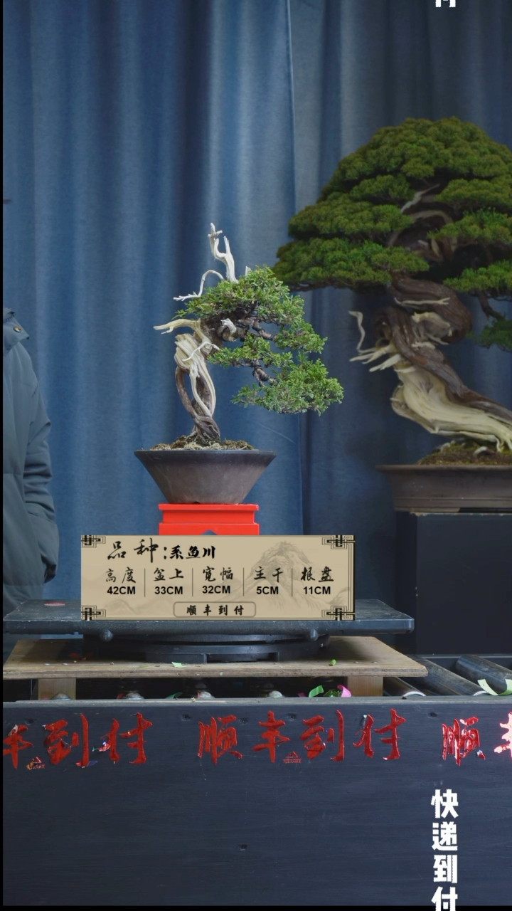 【闪购商品】1L193真柏bubaoyou