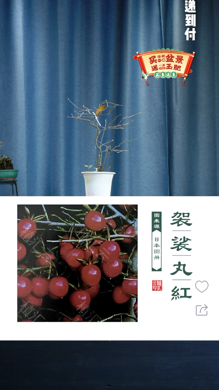 【闪购商品】1713老鸦