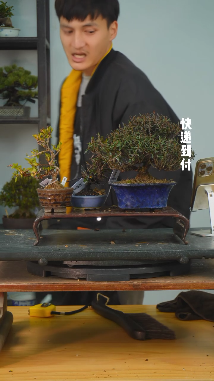 【闪购商品】1f354三颗杂木bubaoyou