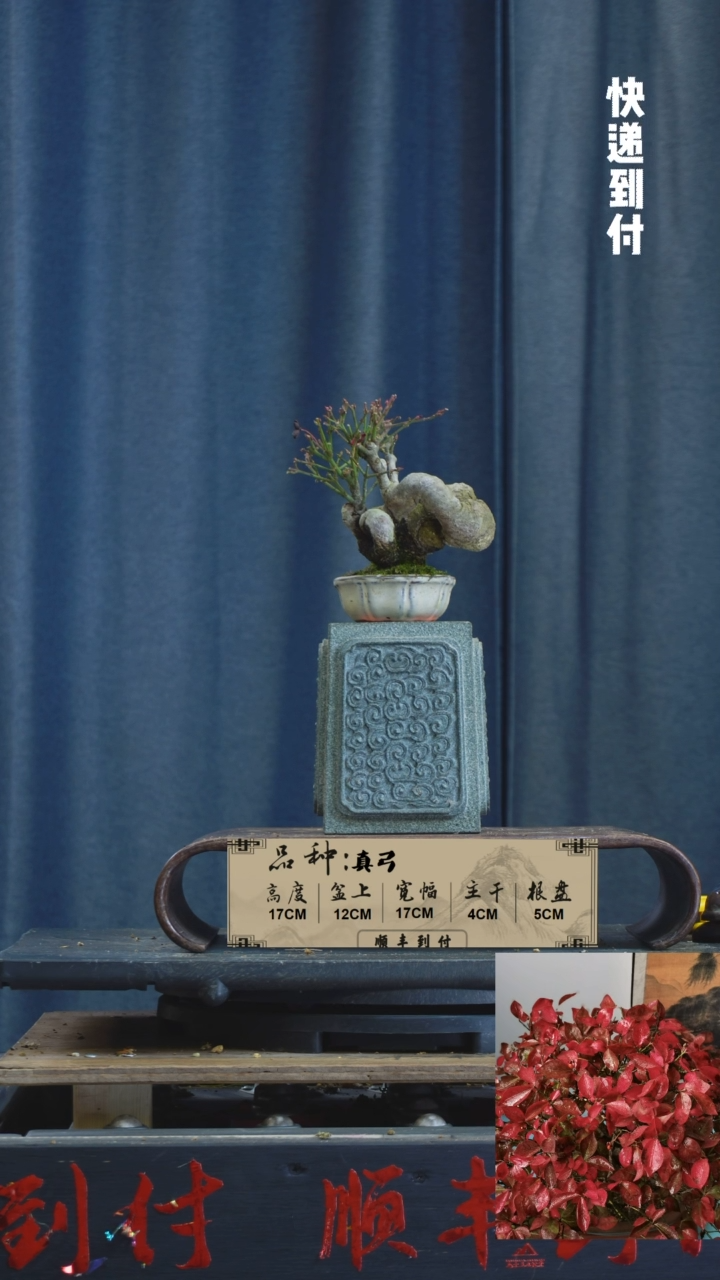 【闪购商品】1F901真弓不包邮