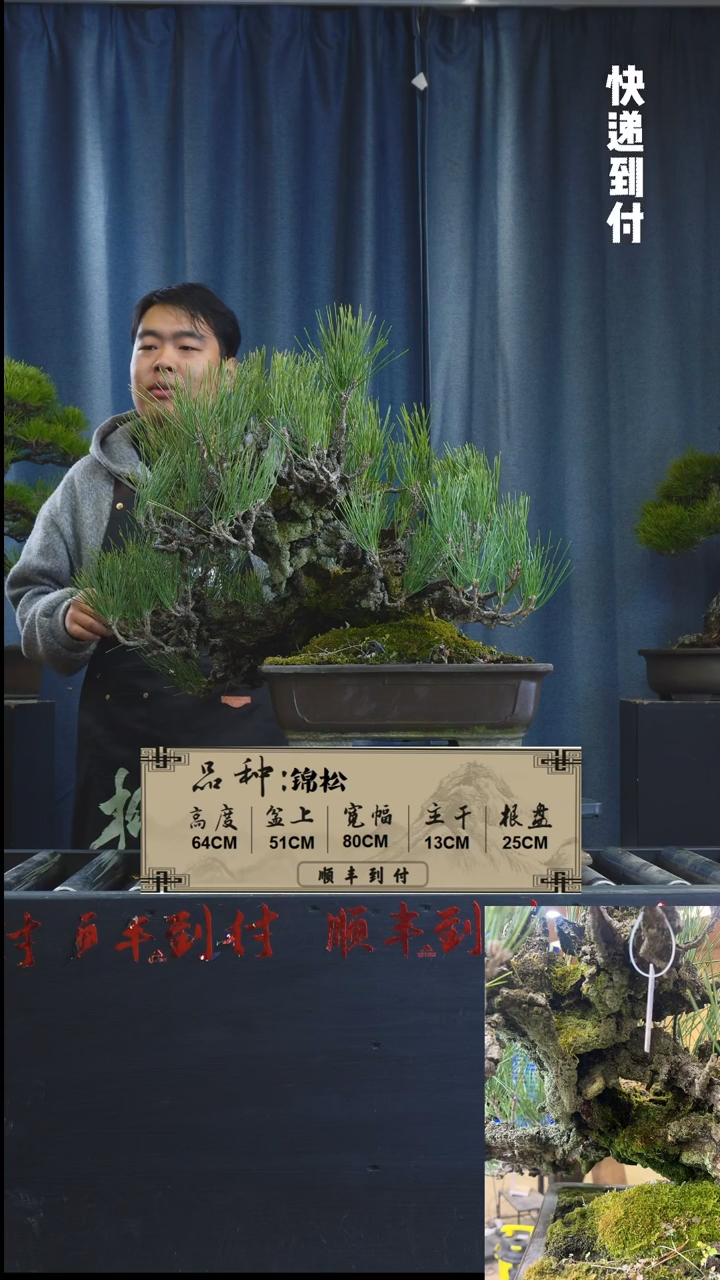 【闪购商品】1Z452锦松盆景 不包邮