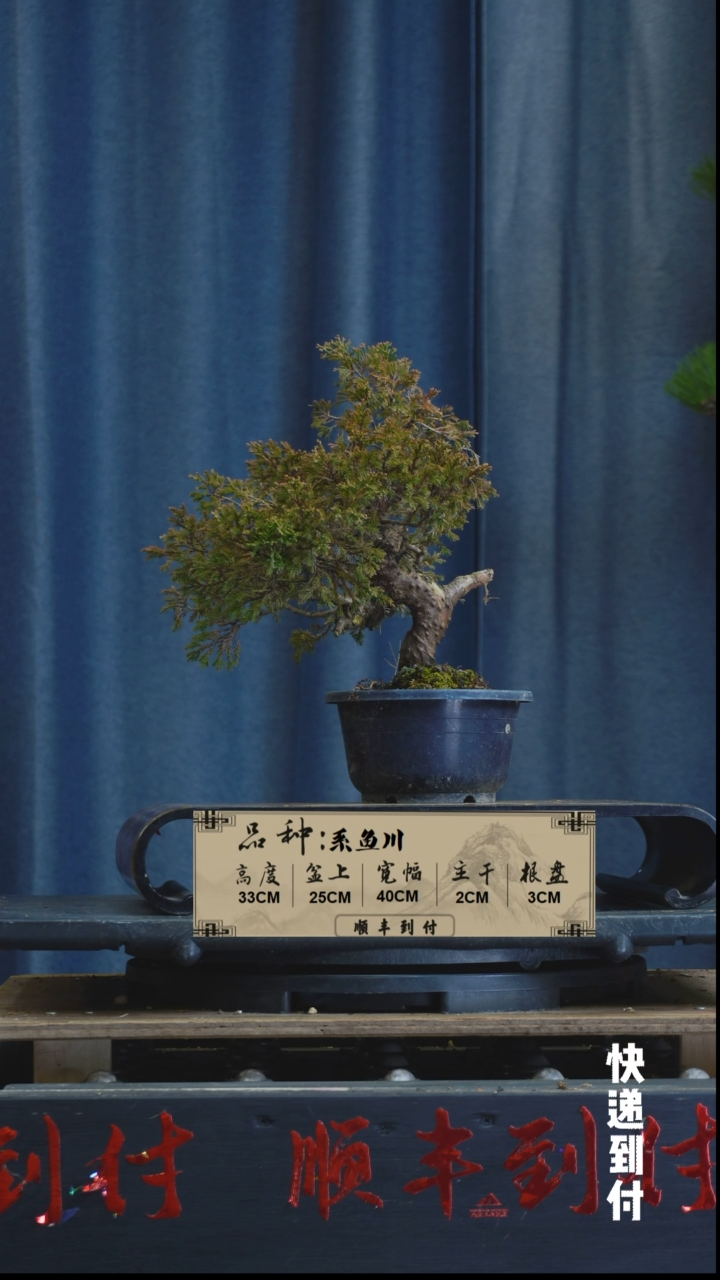 【闪购商品】1z423.  系鱼川  不包邮