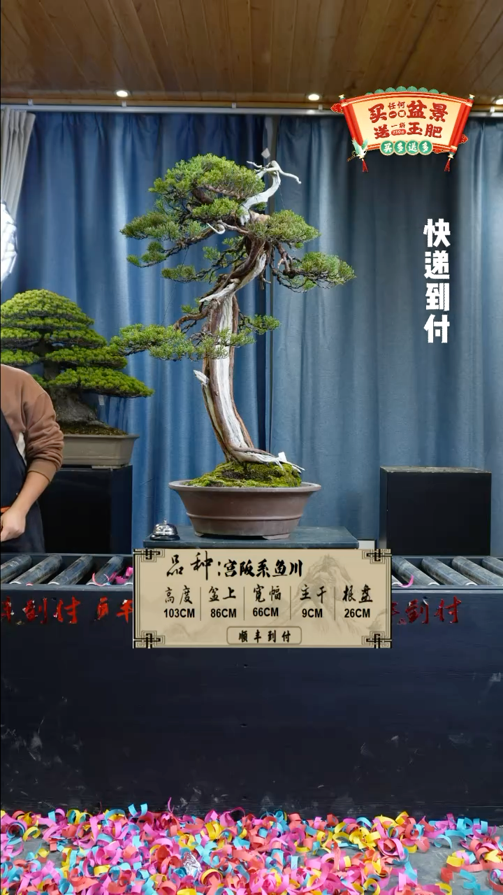 【闪购商品】1g403系鱼川真柏bubaoyou