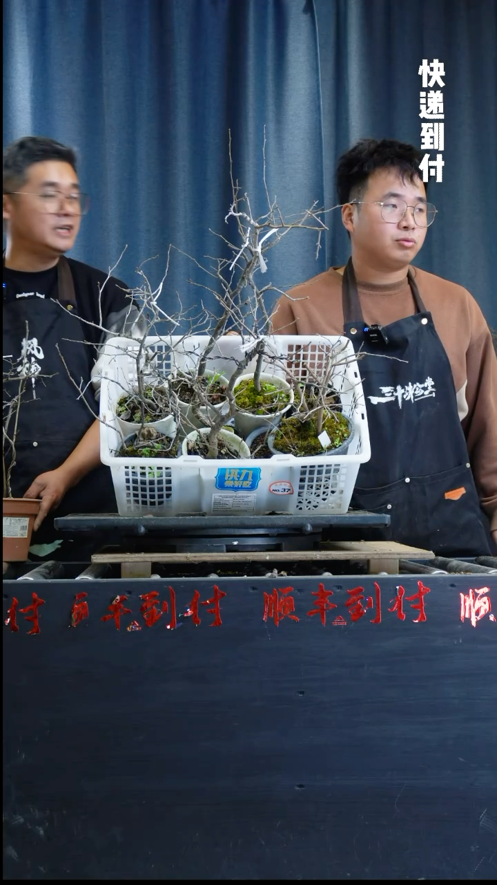 【闪购商品】1126 十颗老鸦