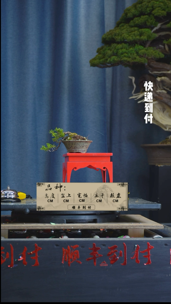 【闪购商品】1L176真柏bubaoyou