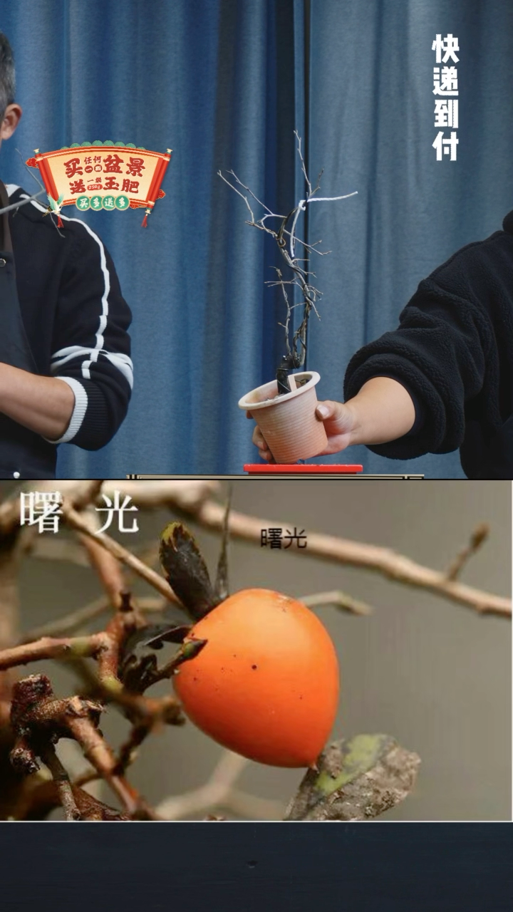 【闪购商品】1215曙光