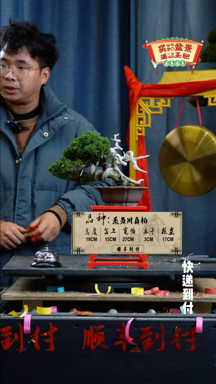 【闪购商品】1485系鱼川真柏