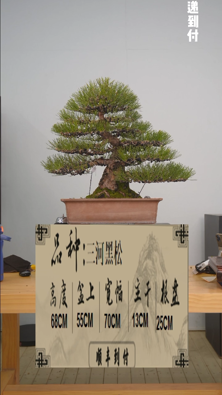 【闪购商品】1f159三河黑松bubaoyou