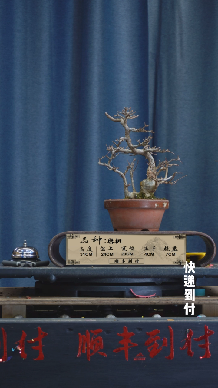 【闪购商品】1F815唐枫 不包邮