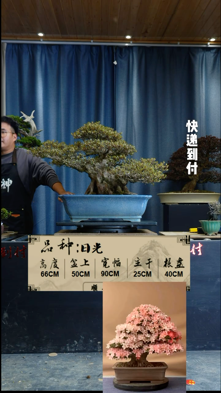 【闪购商品】1z338日光杜鹃
