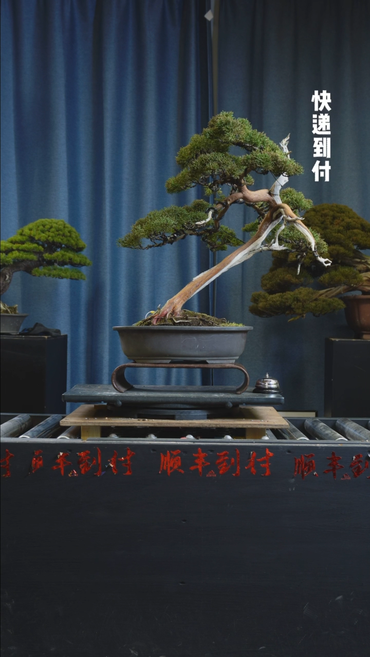 【闪购商品】1f639系鱼川真柏bubaoyou