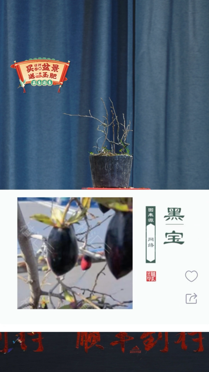 【闪购商品】1319黑宝