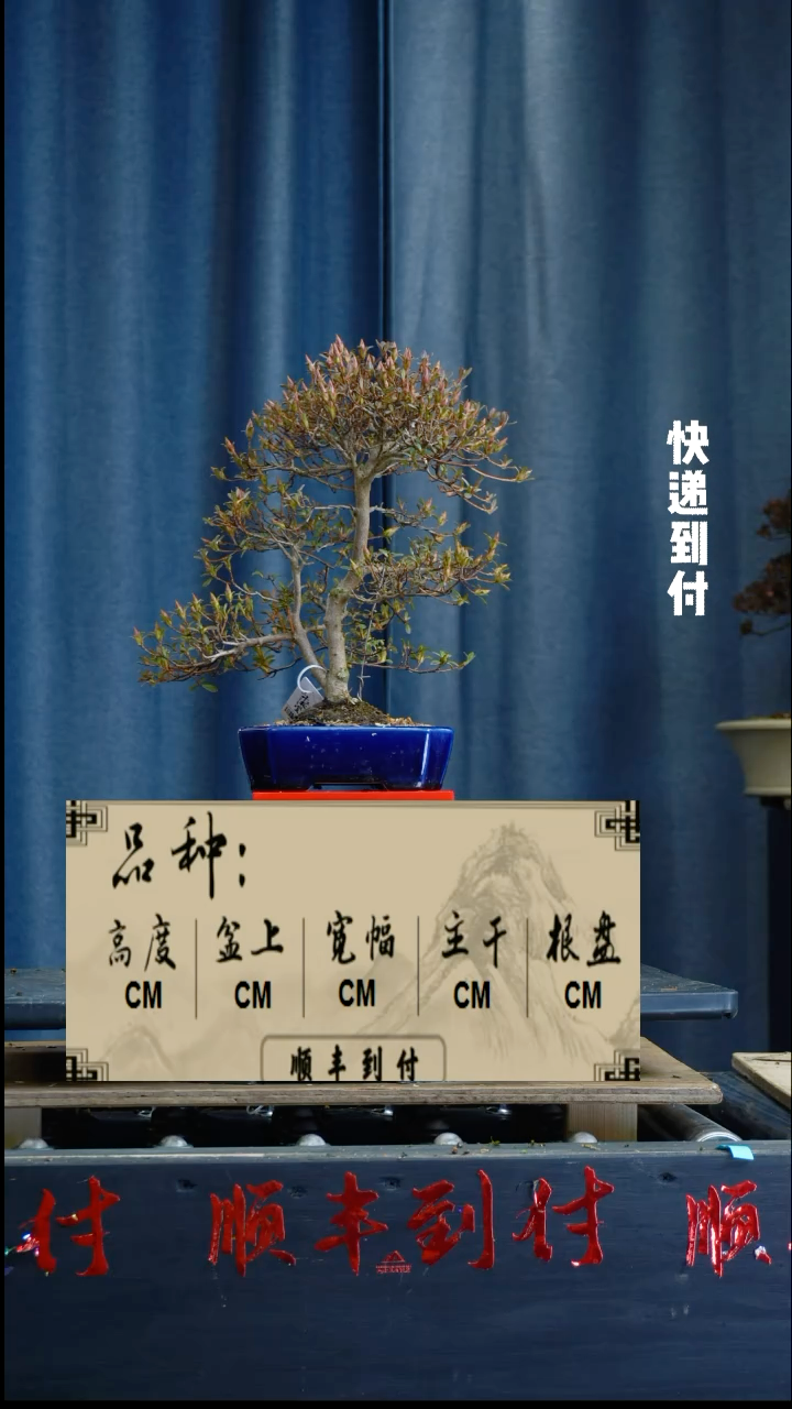 【闪购商品】1z332杜鹃