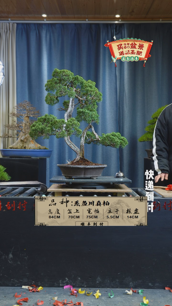 【闪购商品】1g591  真柏 不包邮