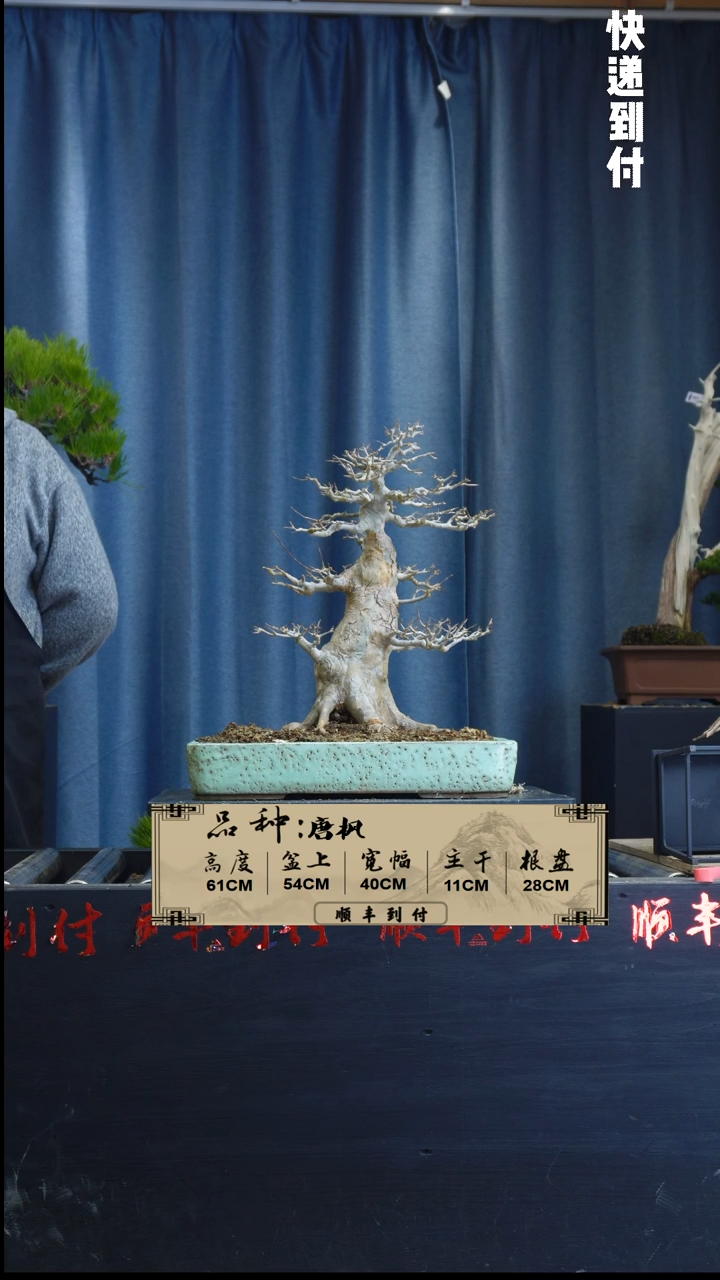 【闪购商品】1z386唐枫 不包邮