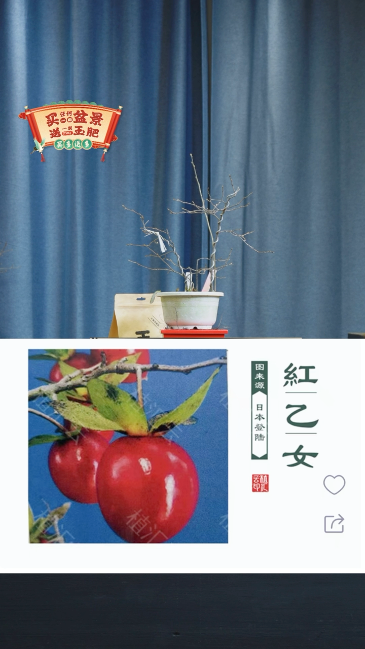 【闪购商品】1171红乙女