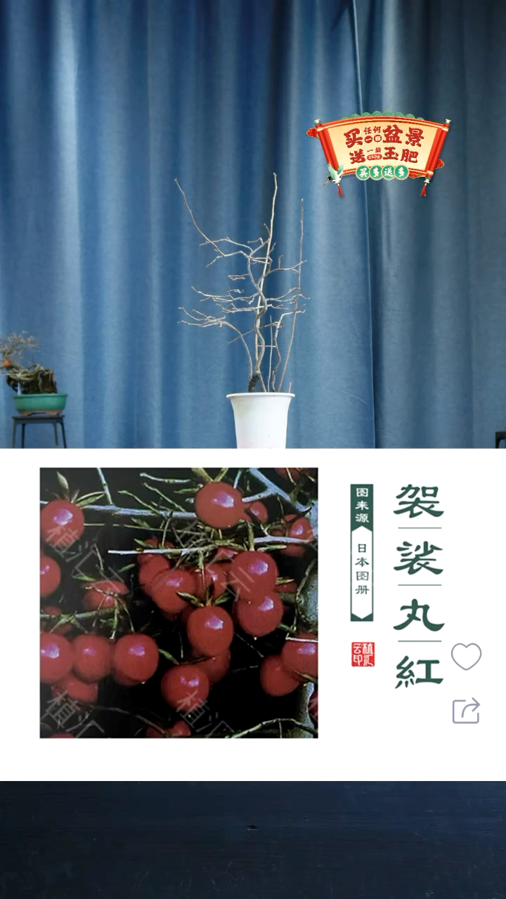 【闪购商品】11704老鸦