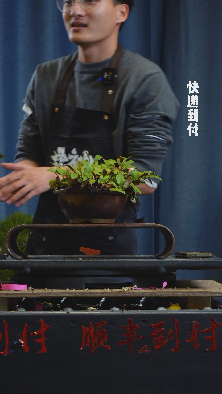 【闪购商品】1f990山野草bubaoyou