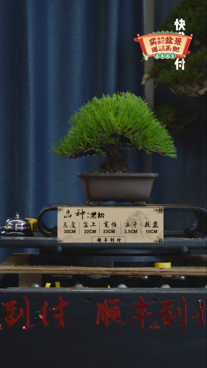 【闪购商品】1c005黑松bubaoyou