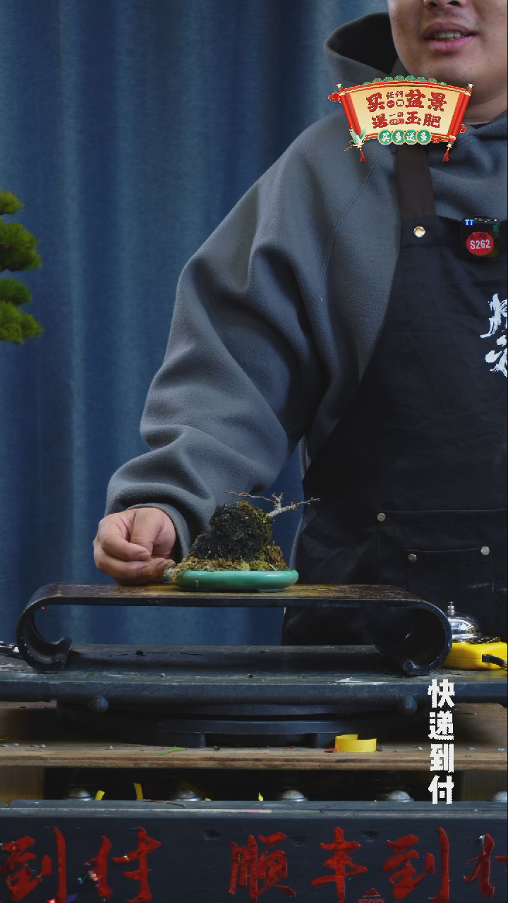 【闪购商品】1c009  长寿梅  不包邮