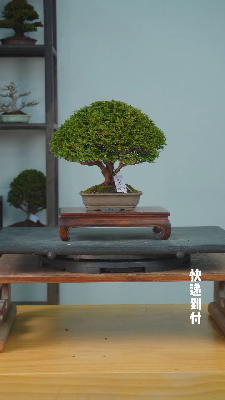【闪购商品】1f398津山桧bubaoyou