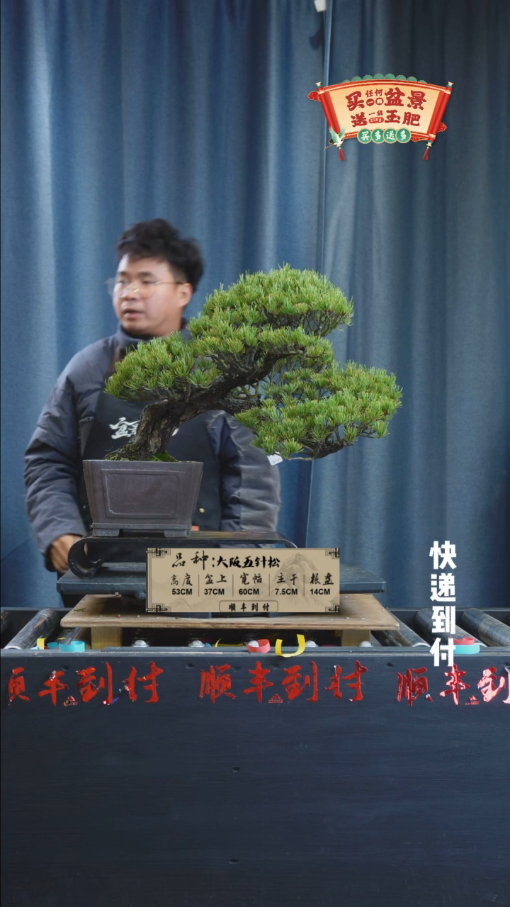 【闪购商品】1g958大阪五针松bubaoyou