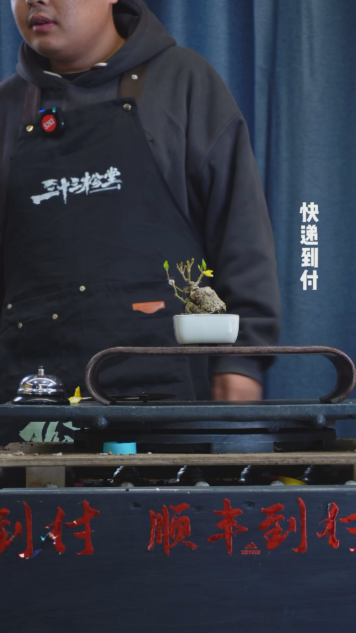【闪购商品】1f762连翘 不包邮