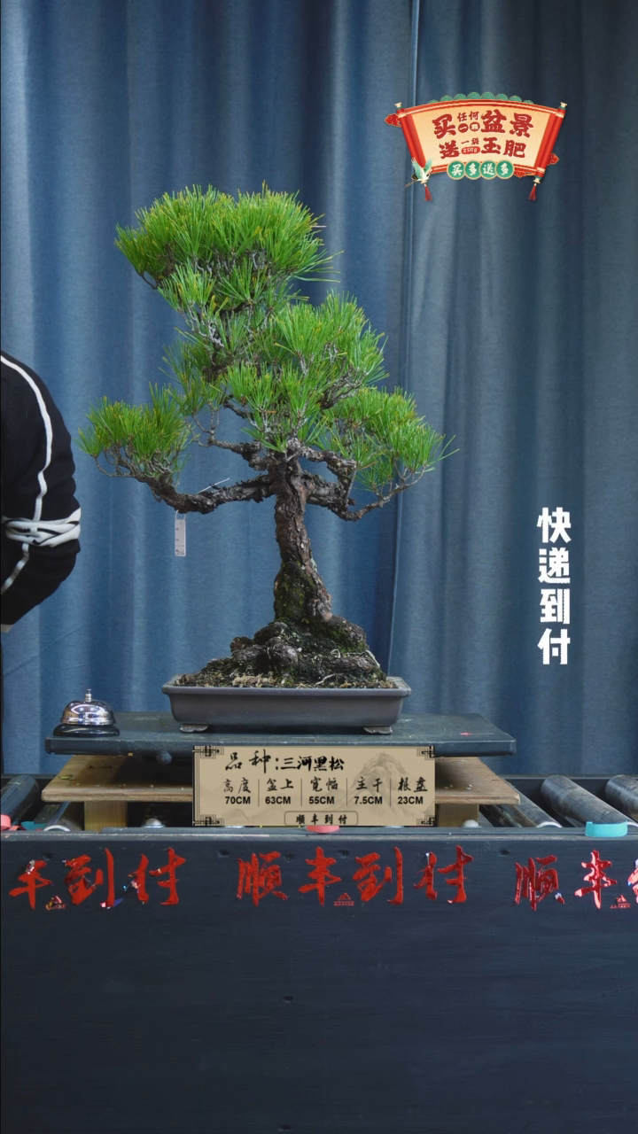 【闪购商品】1g948三河黑松bubaoyou