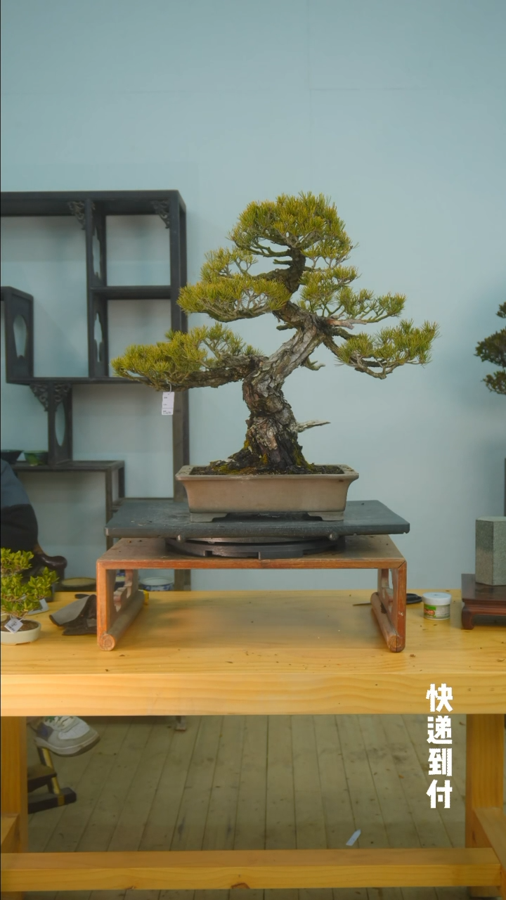 【闪购商品】1f271大阪五针松bubaoyou