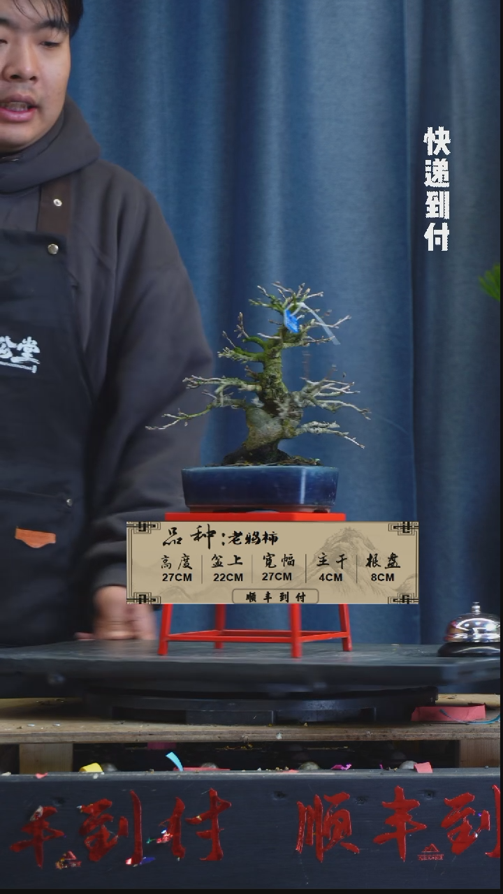 【闪购商品】1z189老鸦柿  不包邮