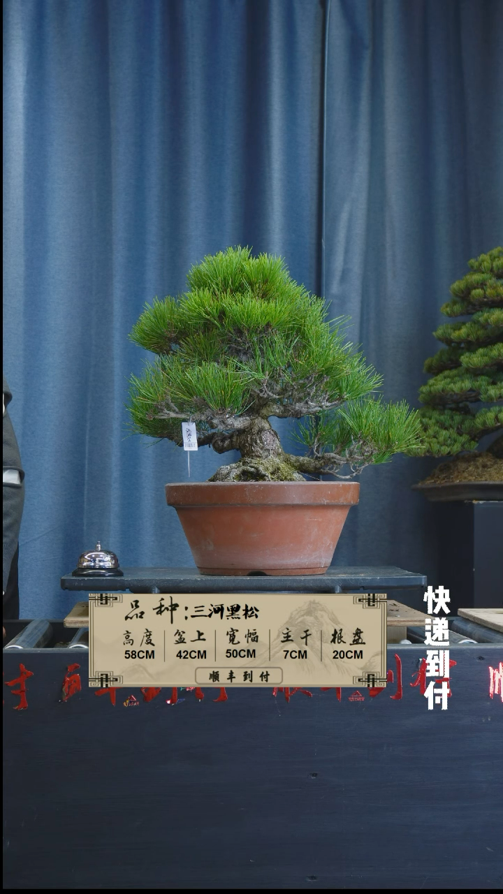 【闪购商品】1L005三河黑松bubaoyou