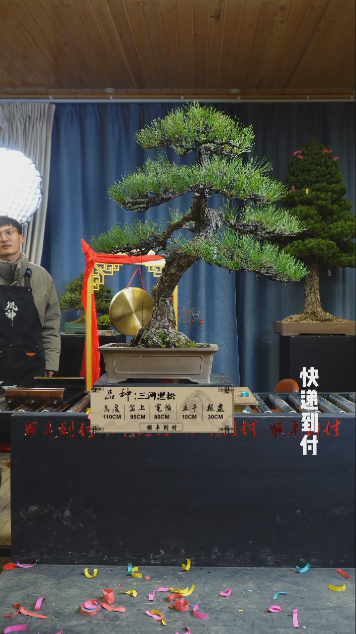 【闪购商品】1567三河黑松bubaoyou