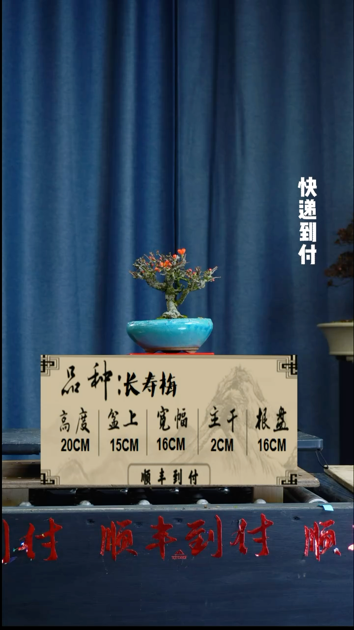 【闪购商品】1z306长寿梅