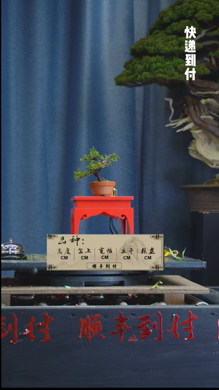 【闪购商品】1L182真柏bubaoyou