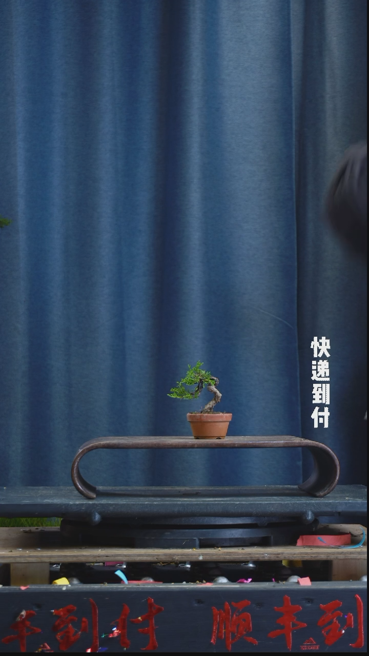 【闪购商品】1z182真柏 不包邮