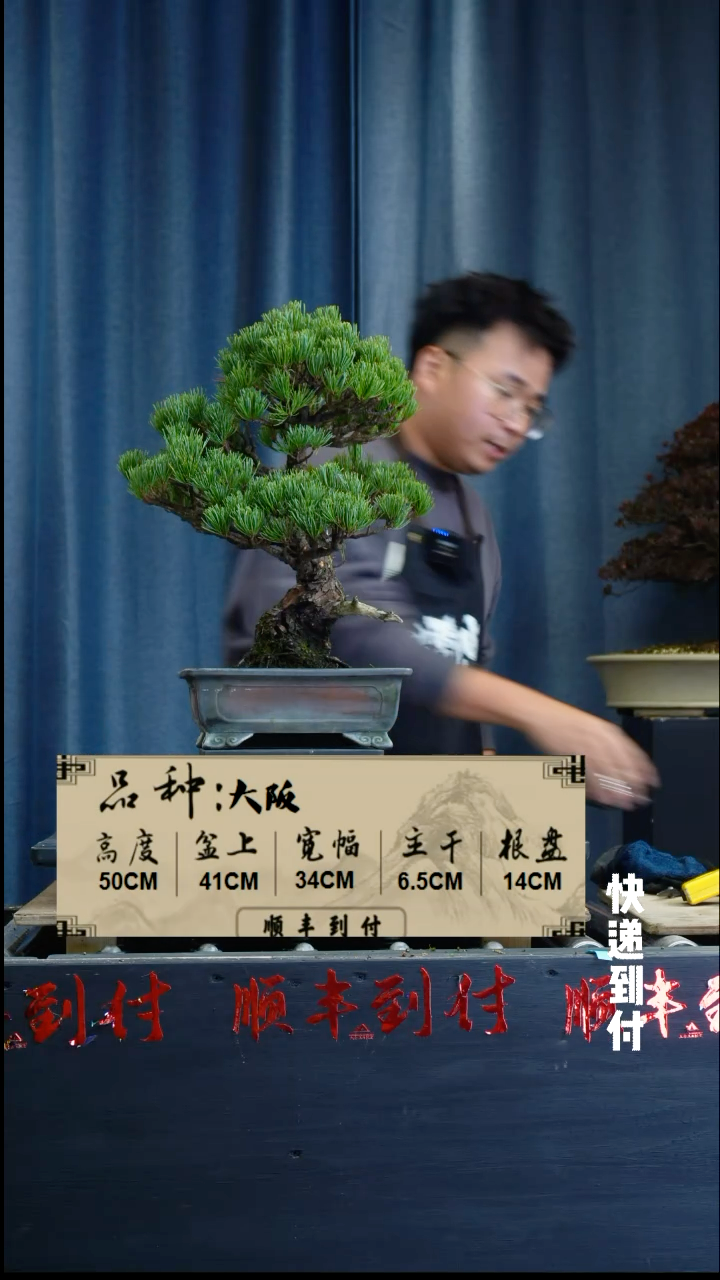 【闪购商品】1z333大阪五针松