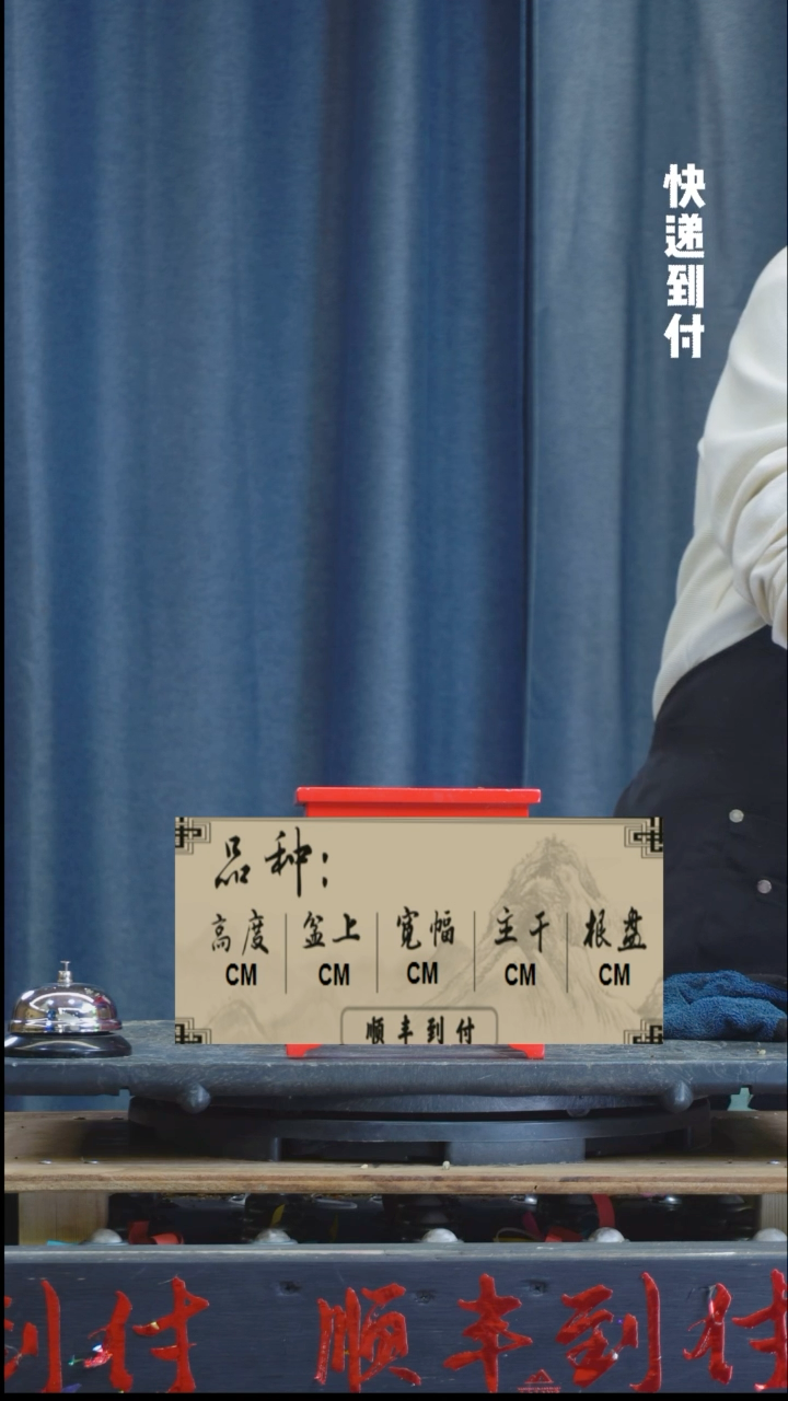 【闪购商品】1z350真柏