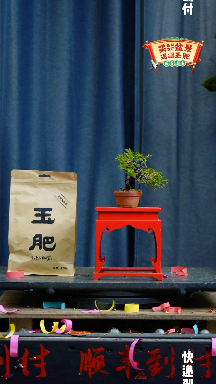 【闪购商品】1469真柏