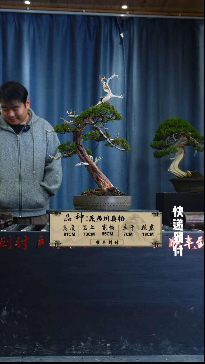 【闪购商品】1z273系鱼川真柏 不包邮